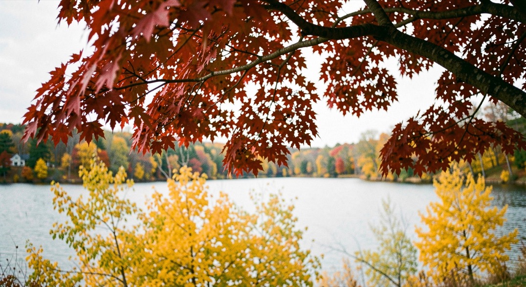 Red maple crowns above yellow understory beside a lake